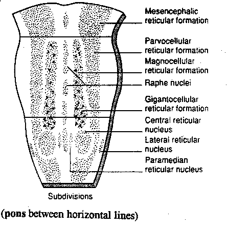 [nuclei of the pons]