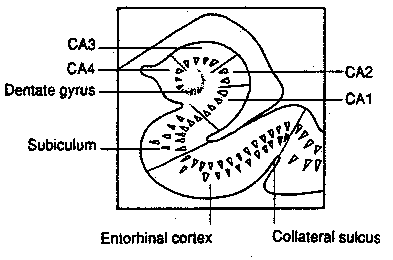 Hippocampus