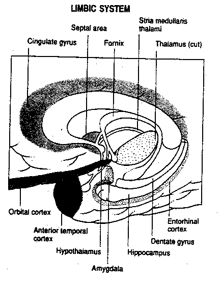 [gross outline of the limbic system]