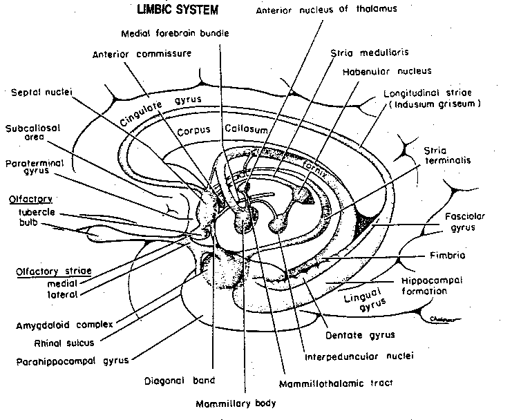 Sample essay on limbic system