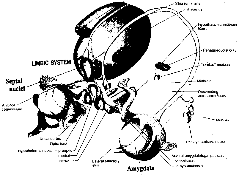 Limbic System Structures