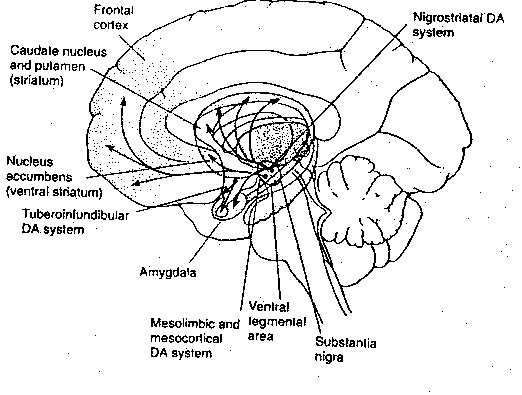 [dopamine pathways]