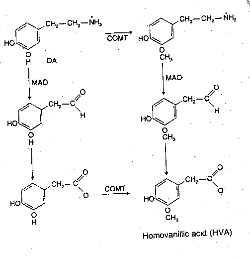 [monoamine metabolism]