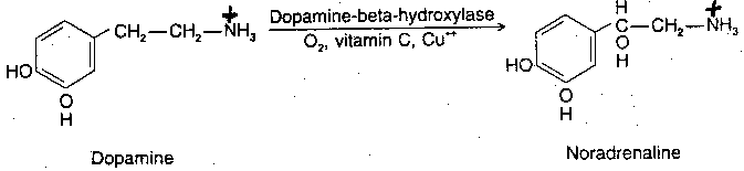Noradrenalin Synthesis from Dopamine
