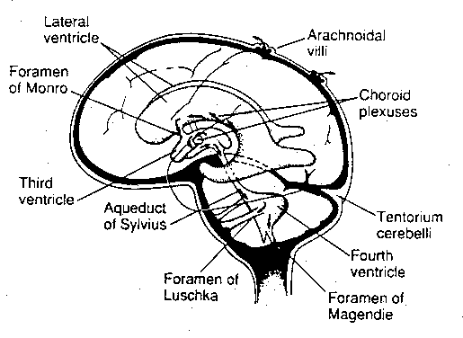 [Brain ventricles]