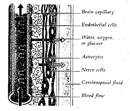 [Blood-Brain Barrier]