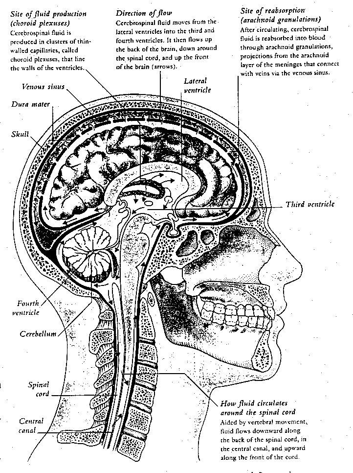 [Skull Medial Cross-Section showing CSF flow]